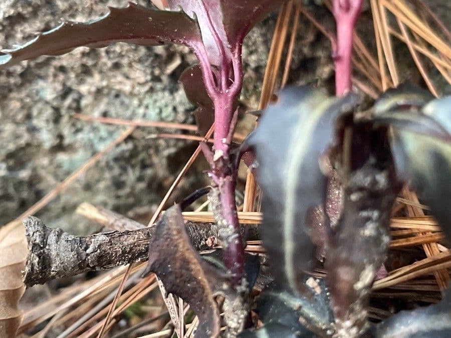 Chimaphila macchiata 30