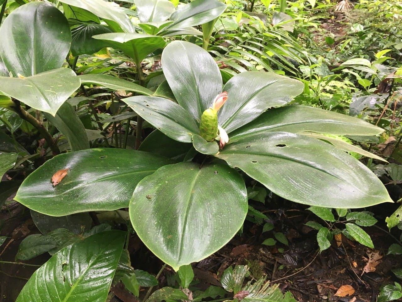 Costus 18