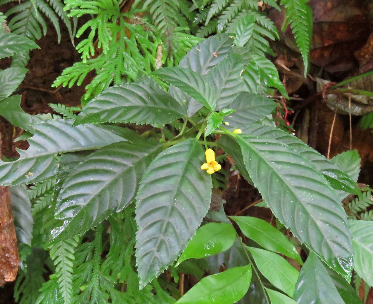 Besleria nitkonohá 3
