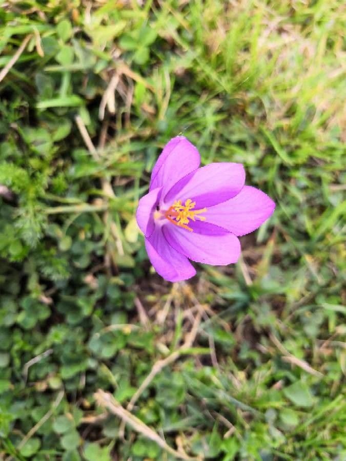 Krokus 3
