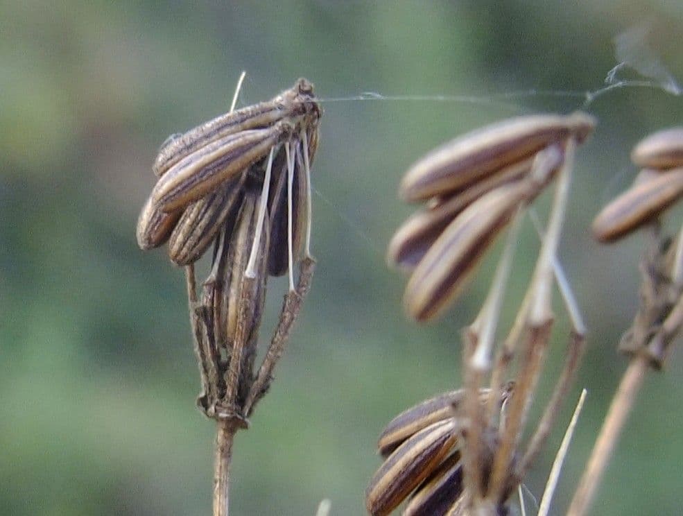 Kerbelrübe 2