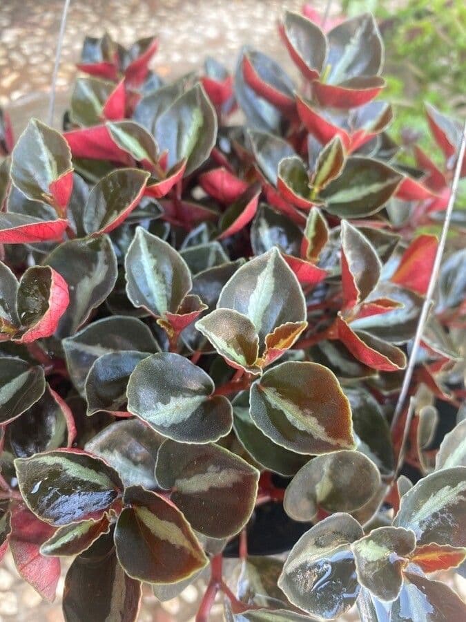 Pimiento verticilado