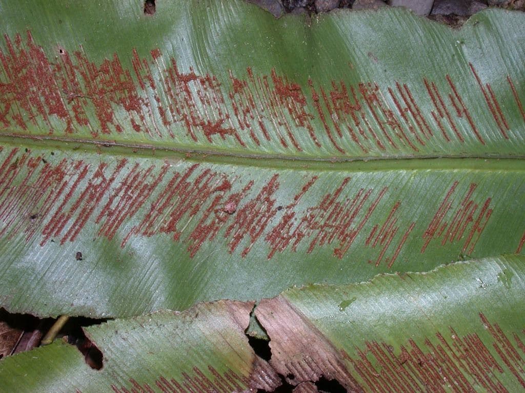 Asplenium serratum 11