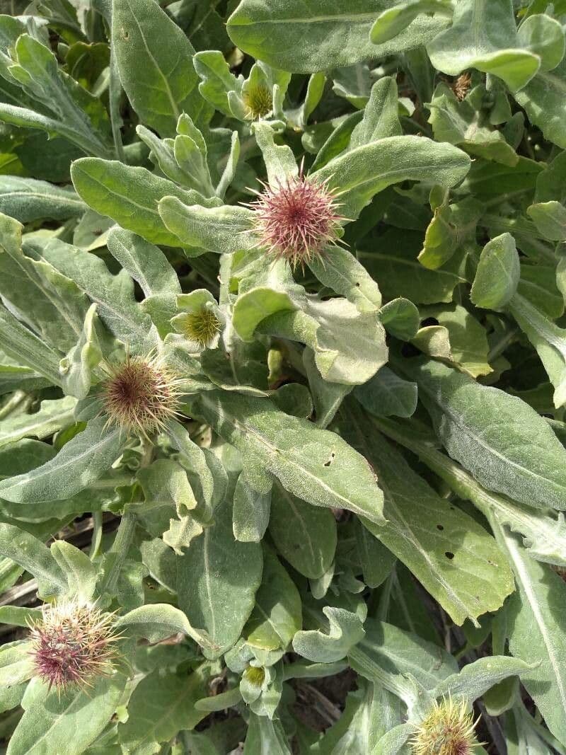 Centaurea 16