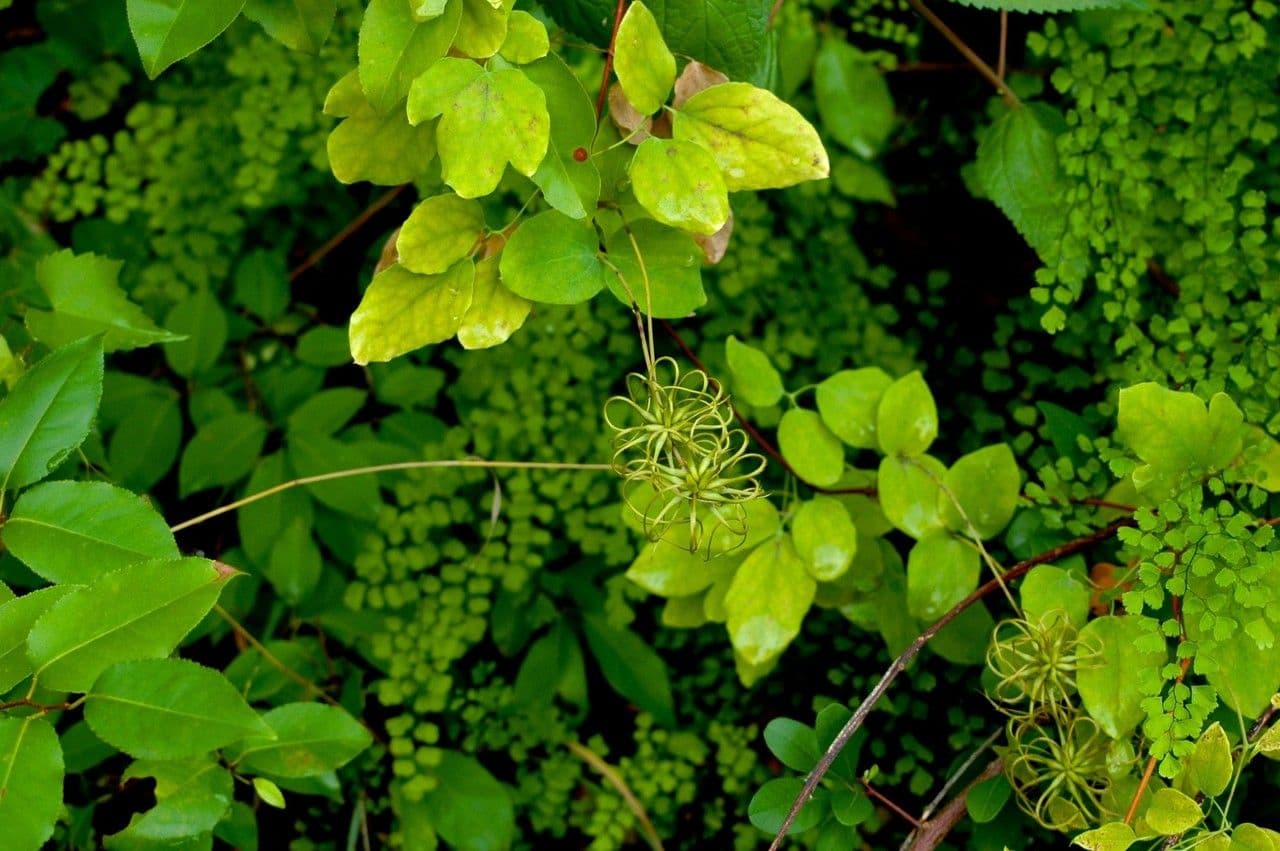 Clematis 12