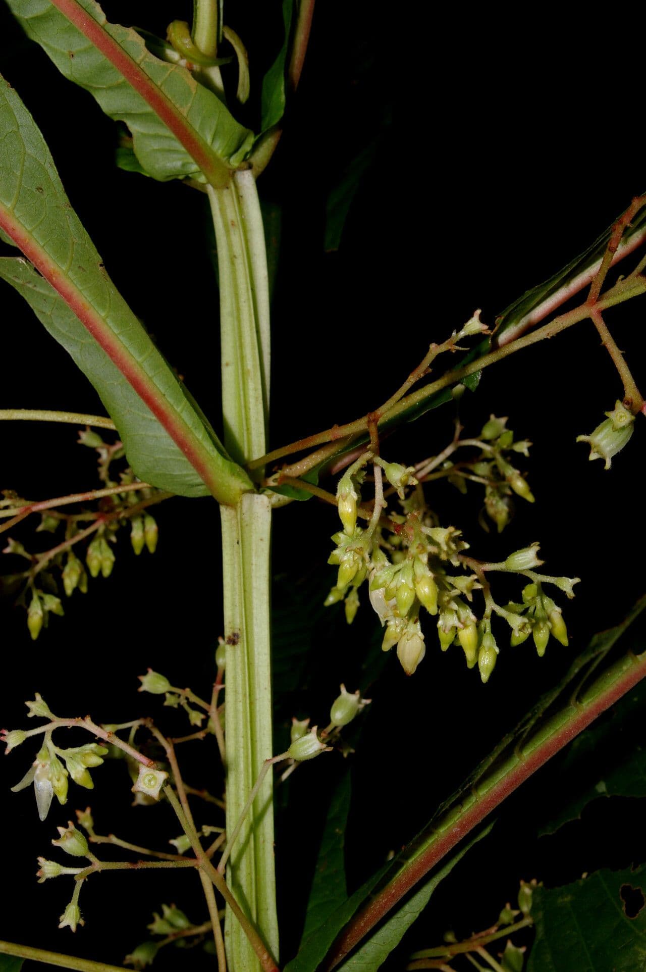 Hoffmannia 2