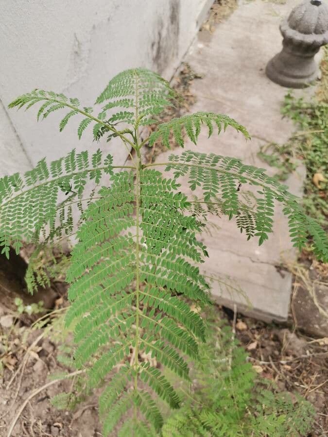 Jacaranda 19