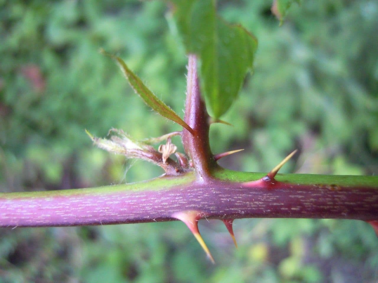 Brombeere 7