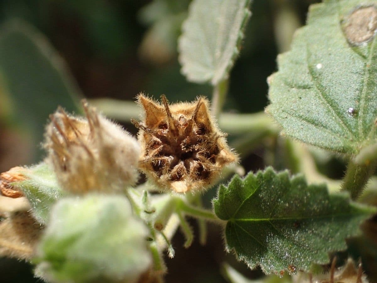 Sida cordifolia 4