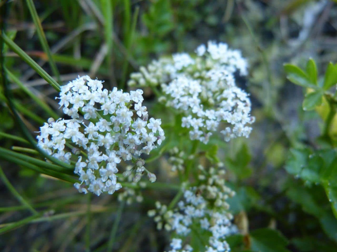 Prostrate marshwort