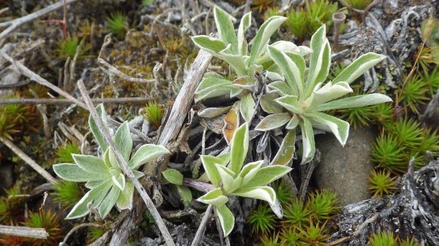 Antennaria microphylla 2
