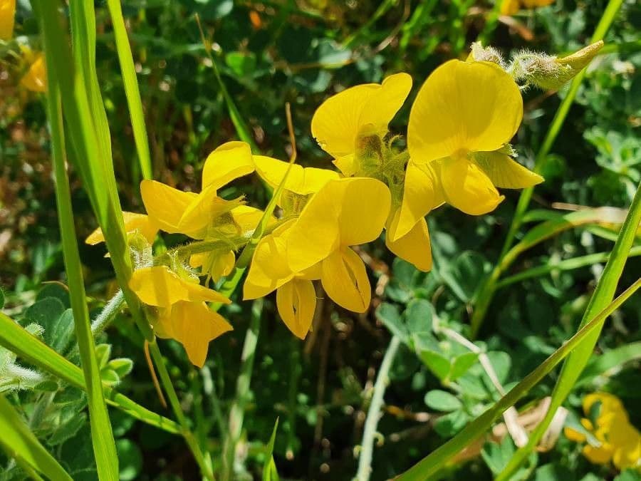 Crotalaria
