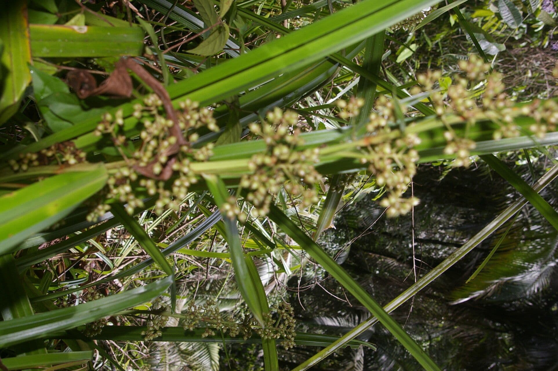 Becquerelia cymosa 6