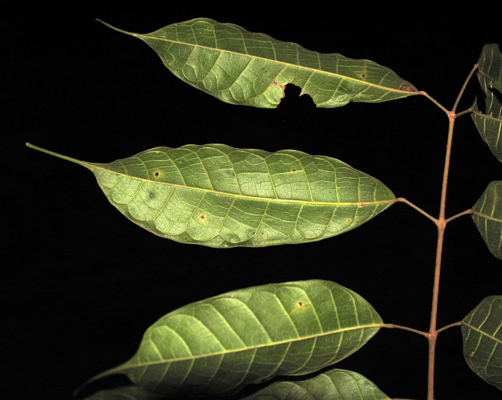 Protium sagotianum 5