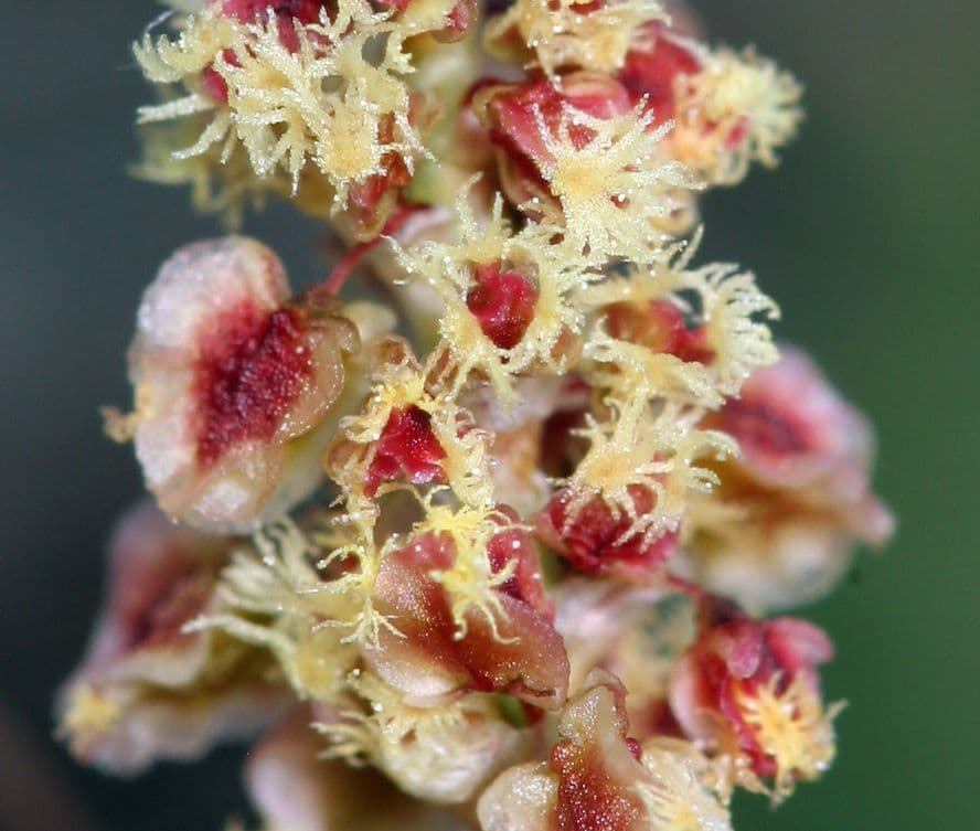 Acetosa alpina 4