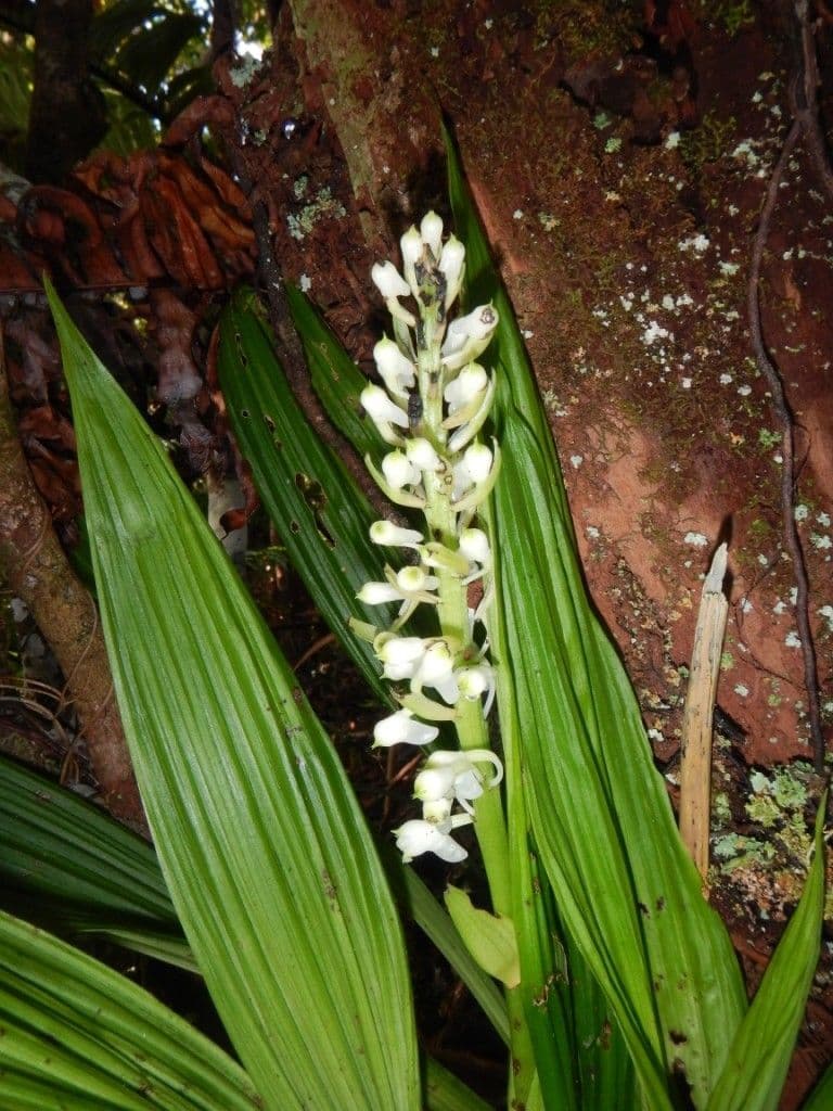 Calanthe di Balansa 10
