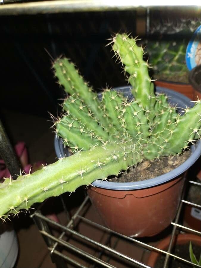 Cactus a cinque lobi 14