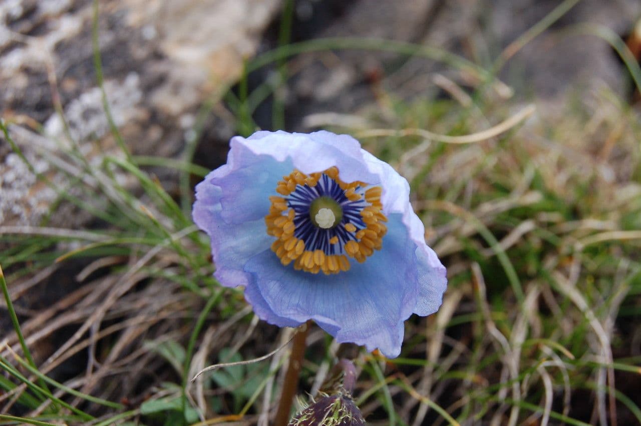 Meconopsis 2