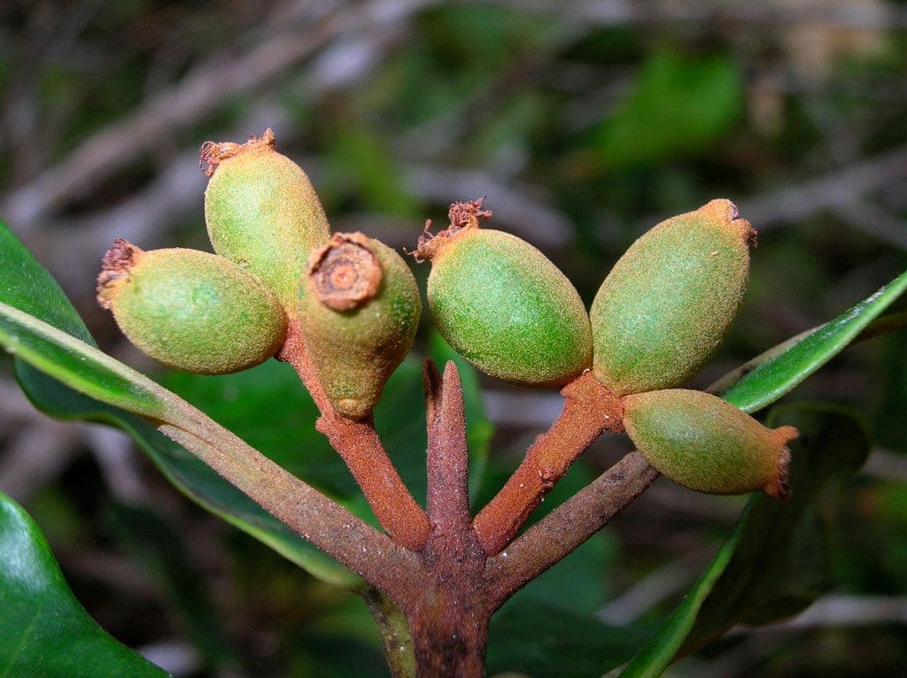 Kanakomyrtus
