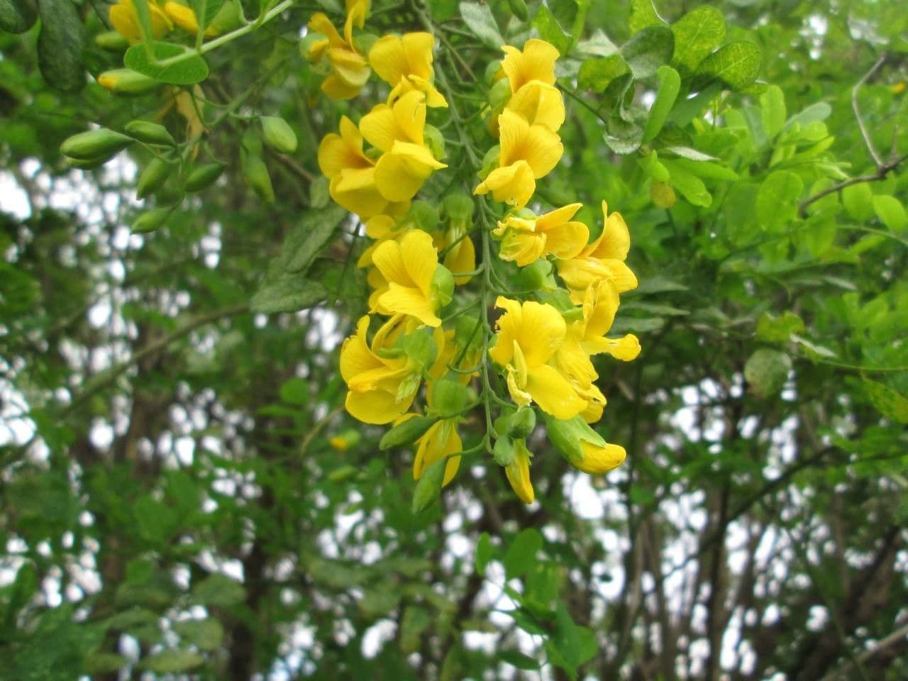 Calpurnia aurea 9