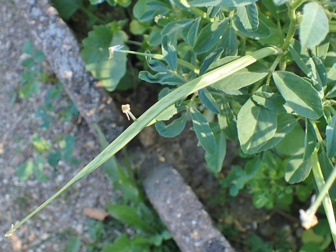 Sénégrain 12