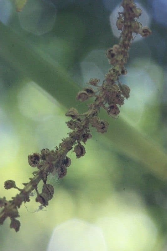 Oberonia 3