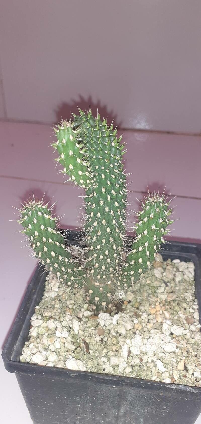 Feuer-Cholla 16