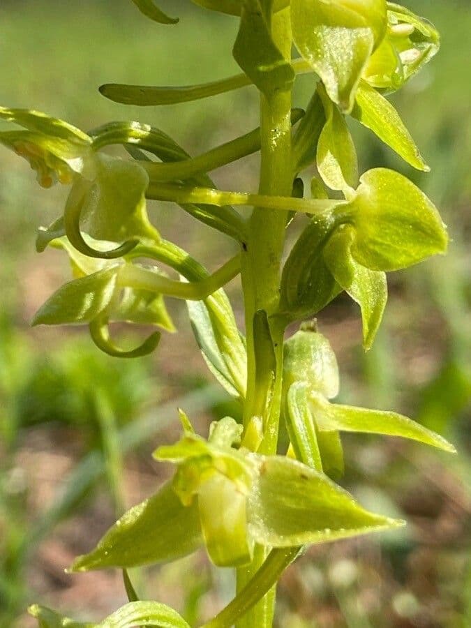 Platanthera algerina 11