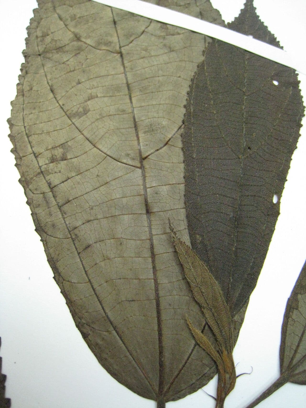 Apeiba glabra 10