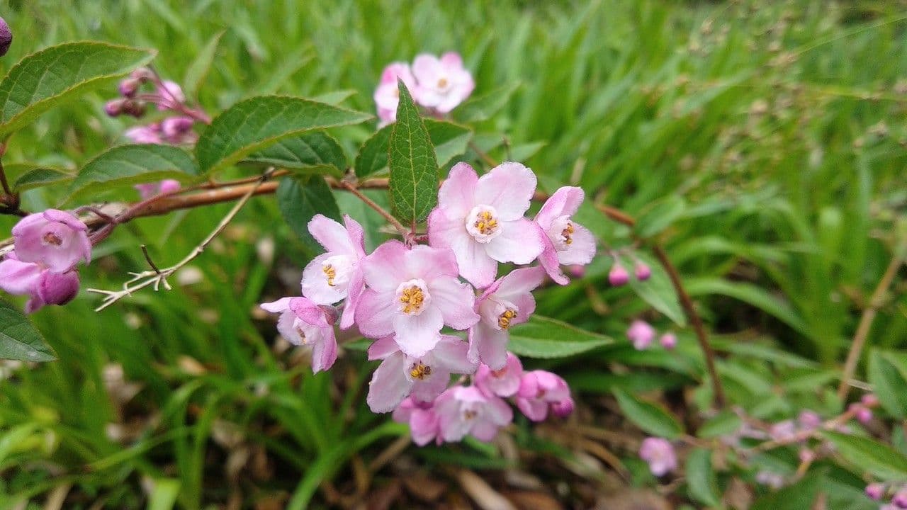 Deutzia