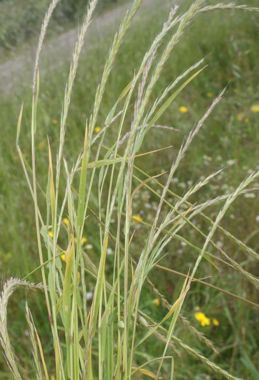 Grannenhafer 15
