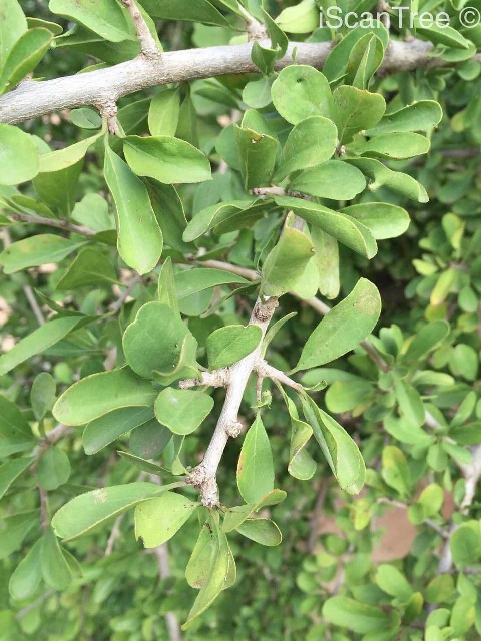 Ehretia rigida 14