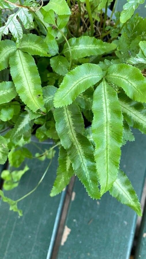 Pteris di Creta 14