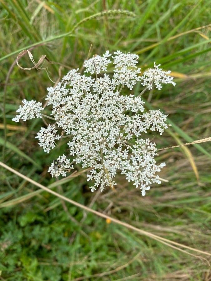 Seseli annuum 8