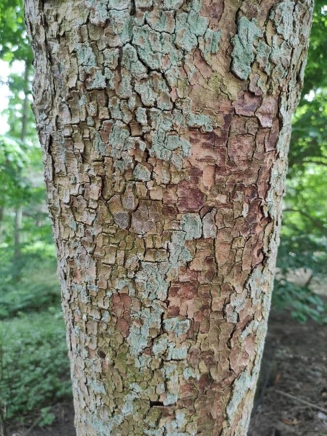 Magnolia à grandes feuilles 22