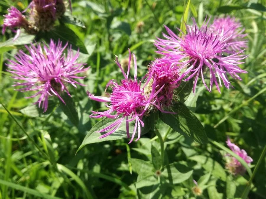 Pampeliška phrygia 9