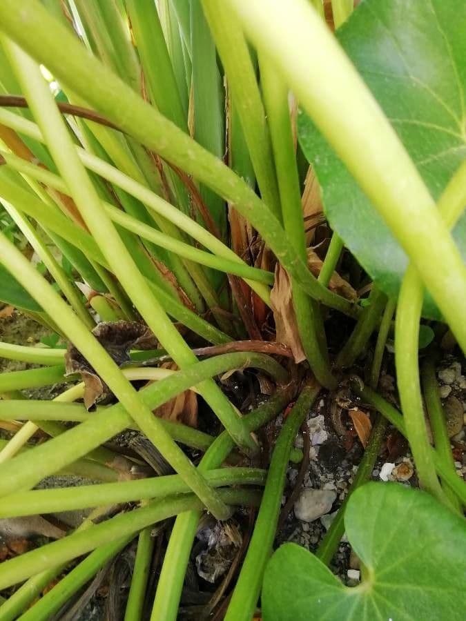 Léopardplant 24