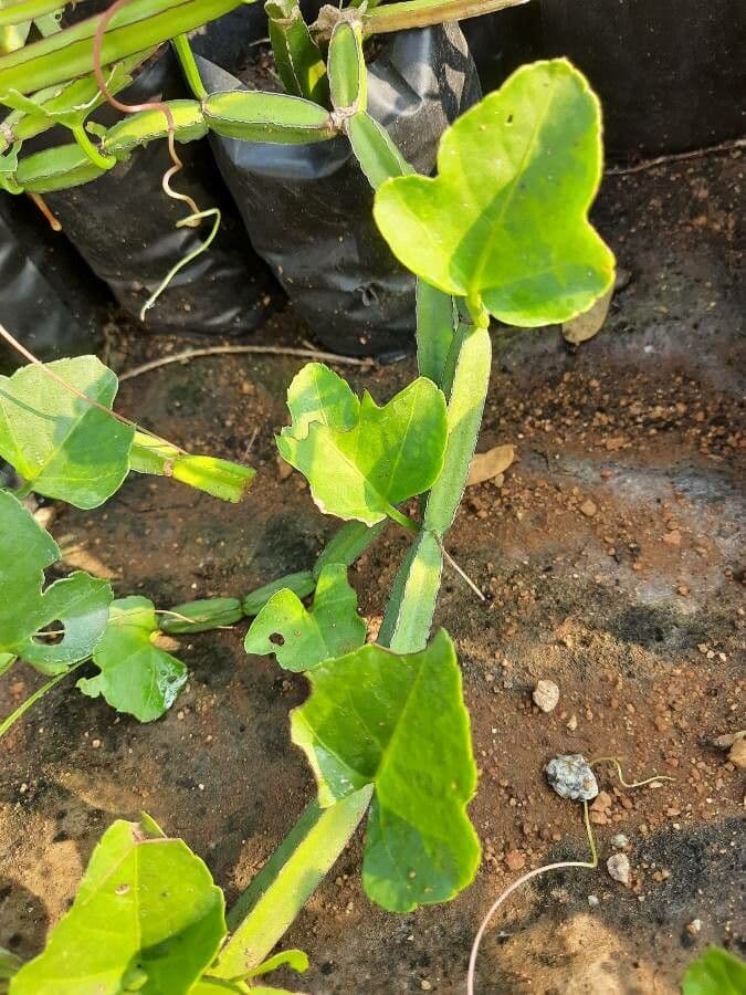 Cissus 14