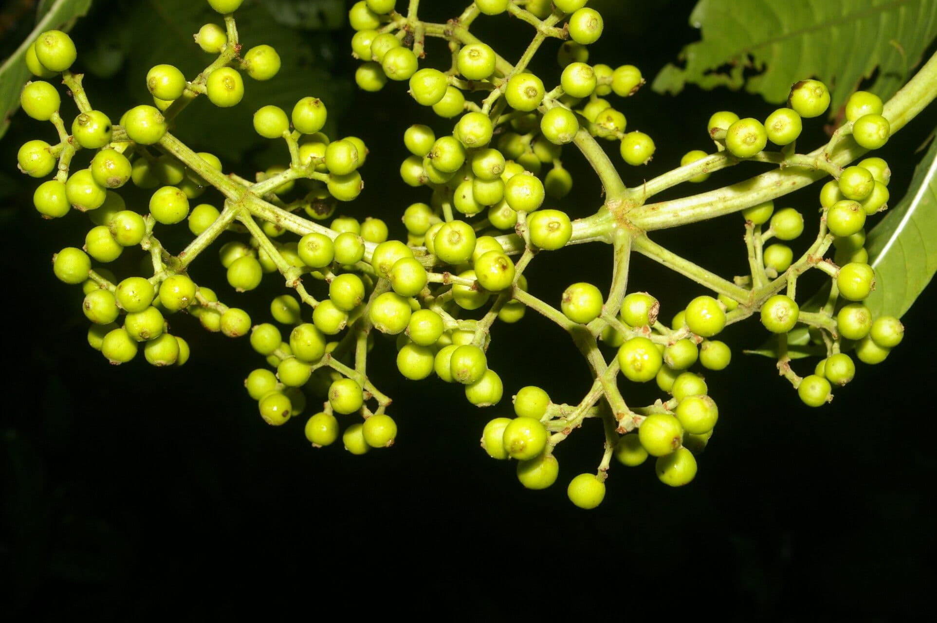Große Psychotria 5