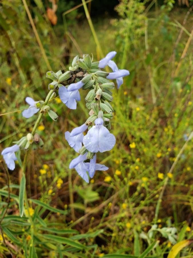 Salvia azurea 4