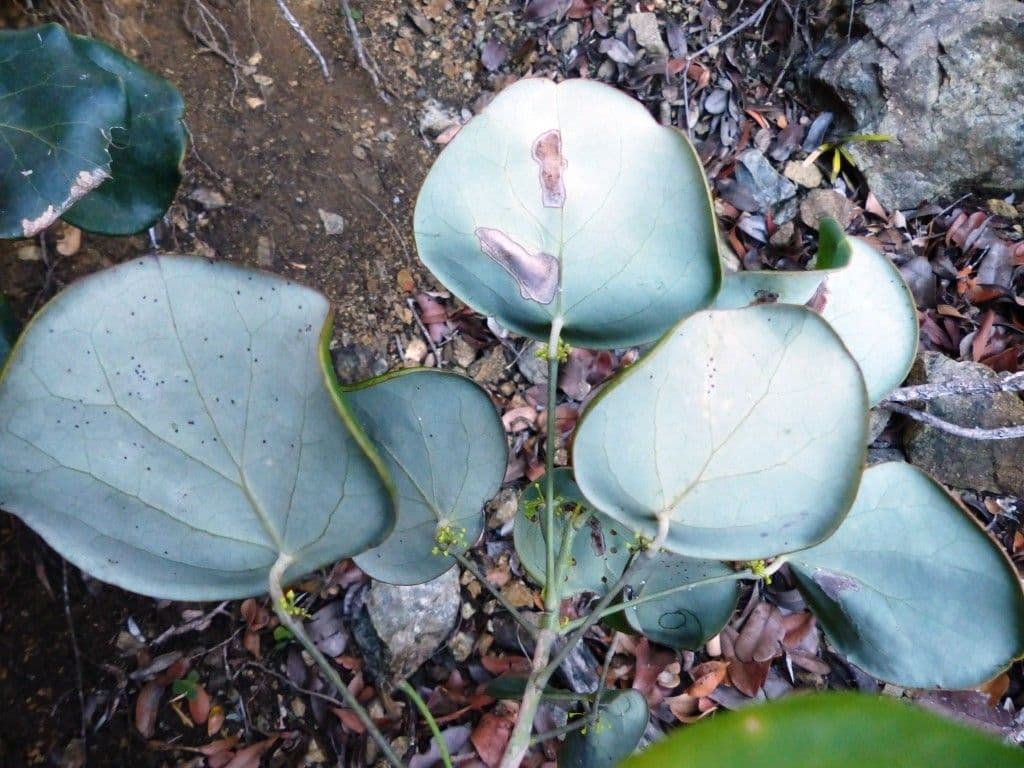 Phyllanthus 7