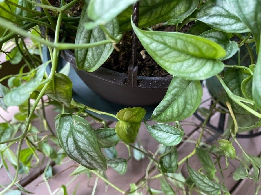 Monstera 9