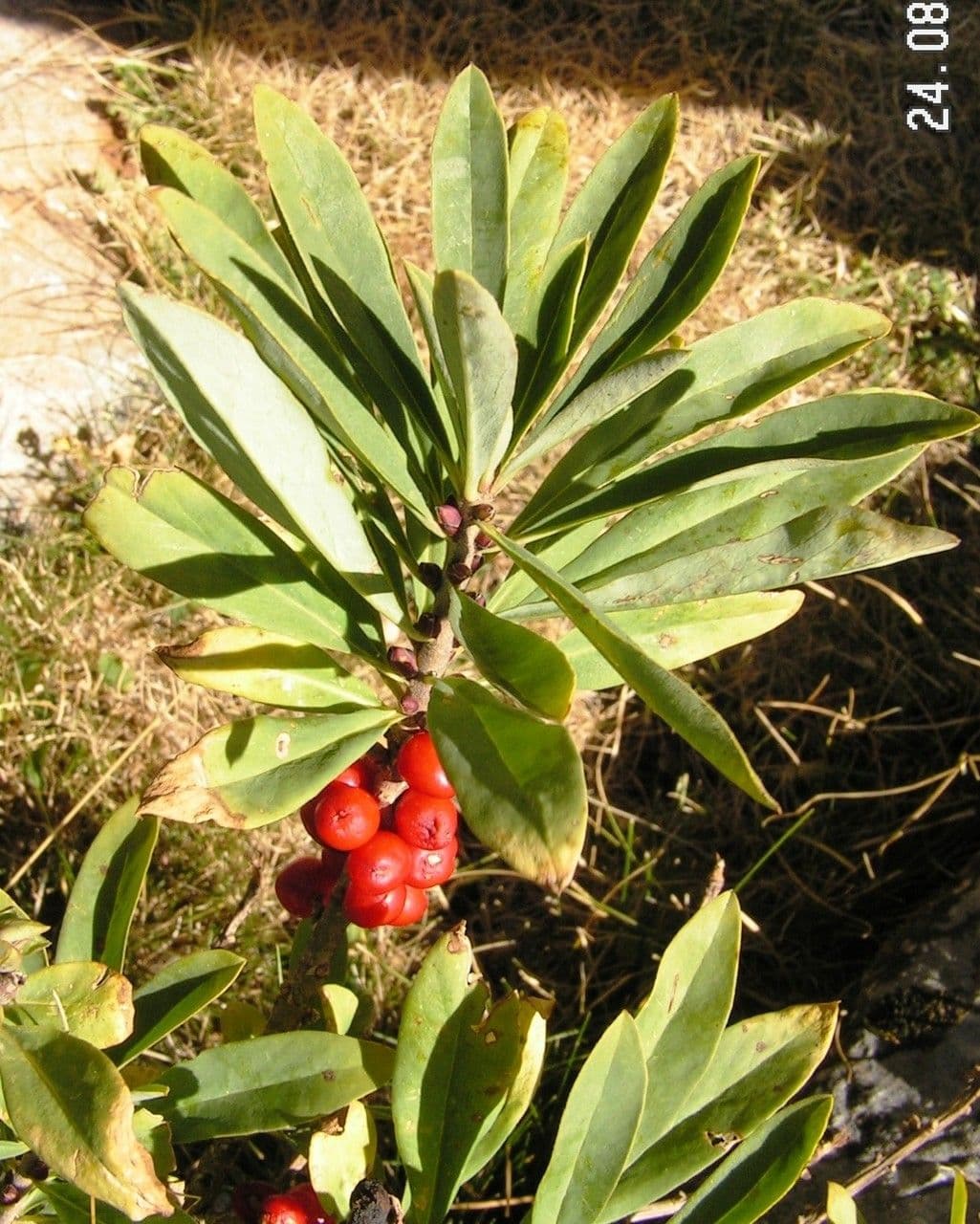 Fior di stecco 27
