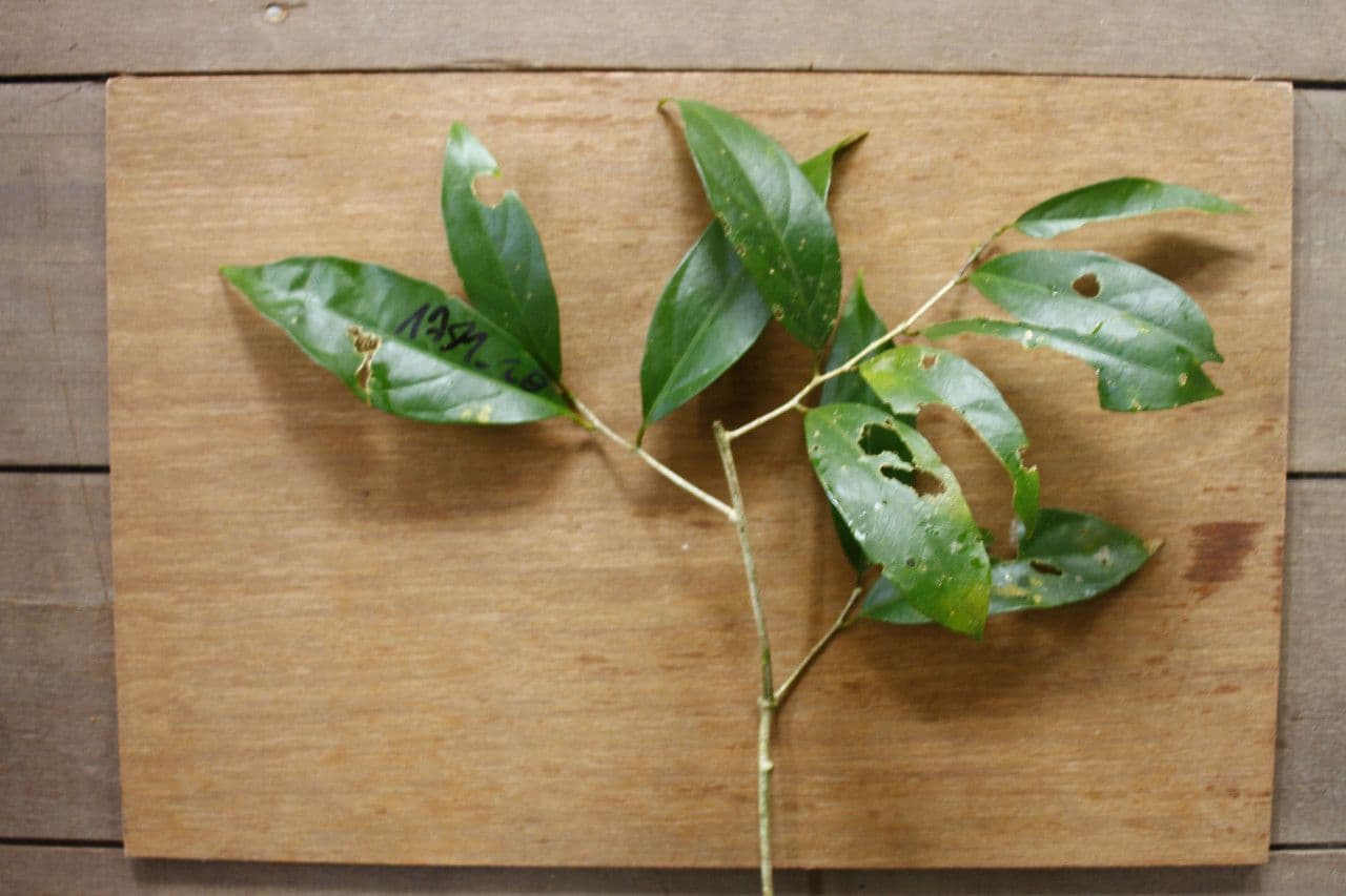 Leonia glycycarpa 6