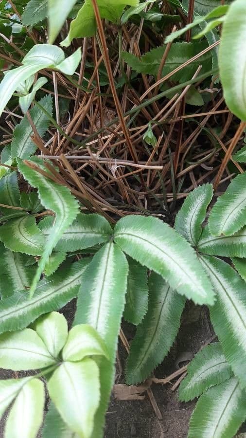 Pteris di Creta 17