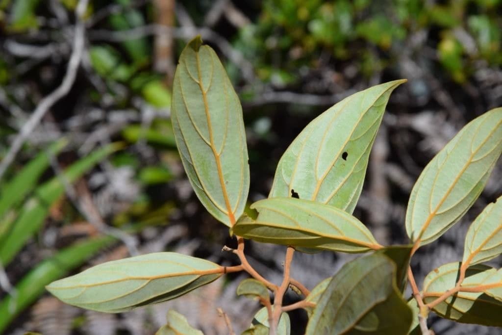 Cryptocarya 7