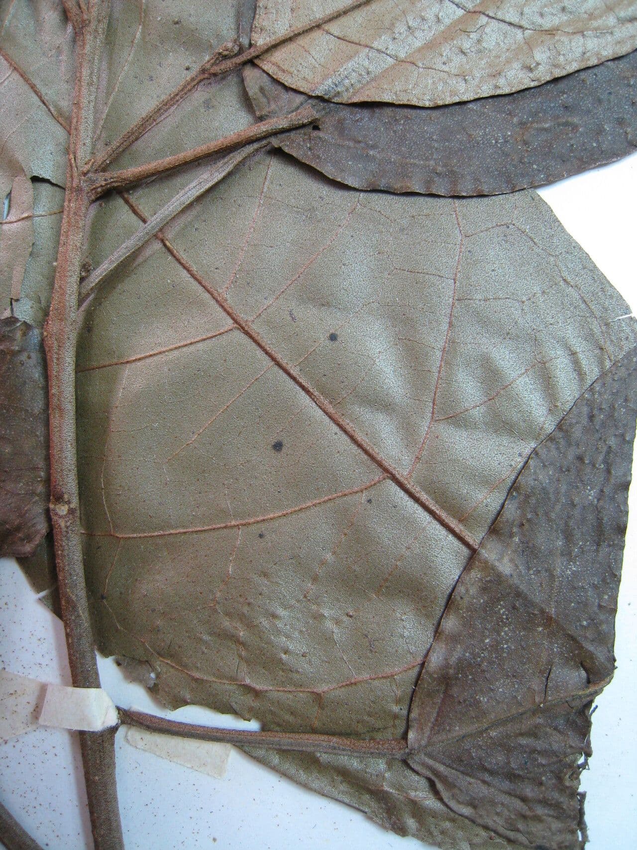 Croton 25