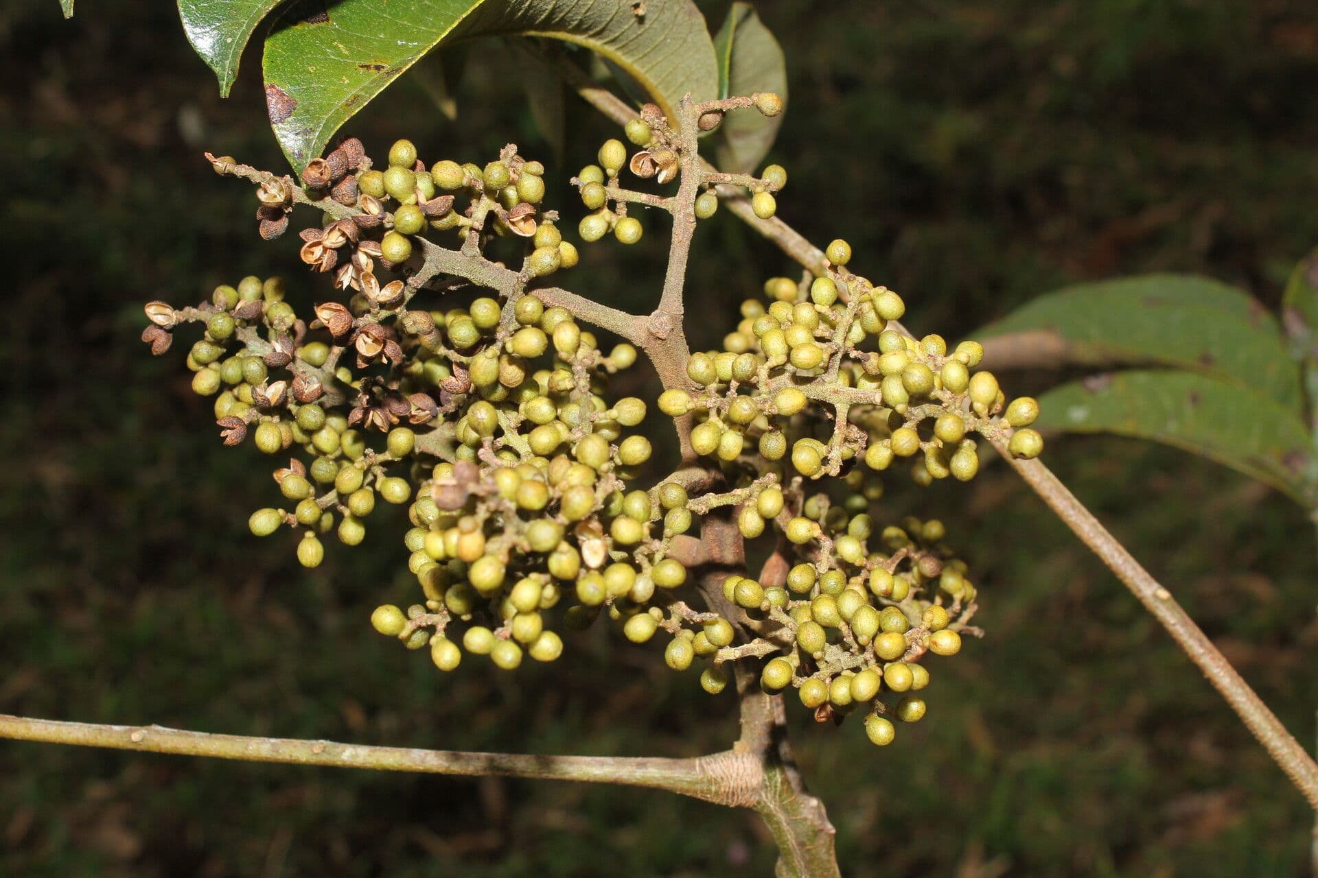 Zanthoxylum 4