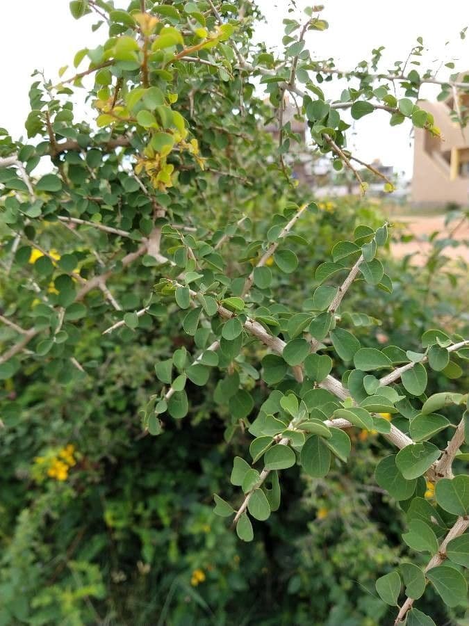 Fluggea spinosa 3