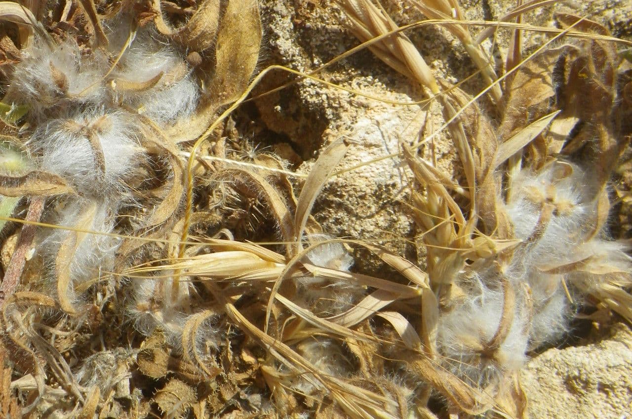 Piantaggine squarrosa 3